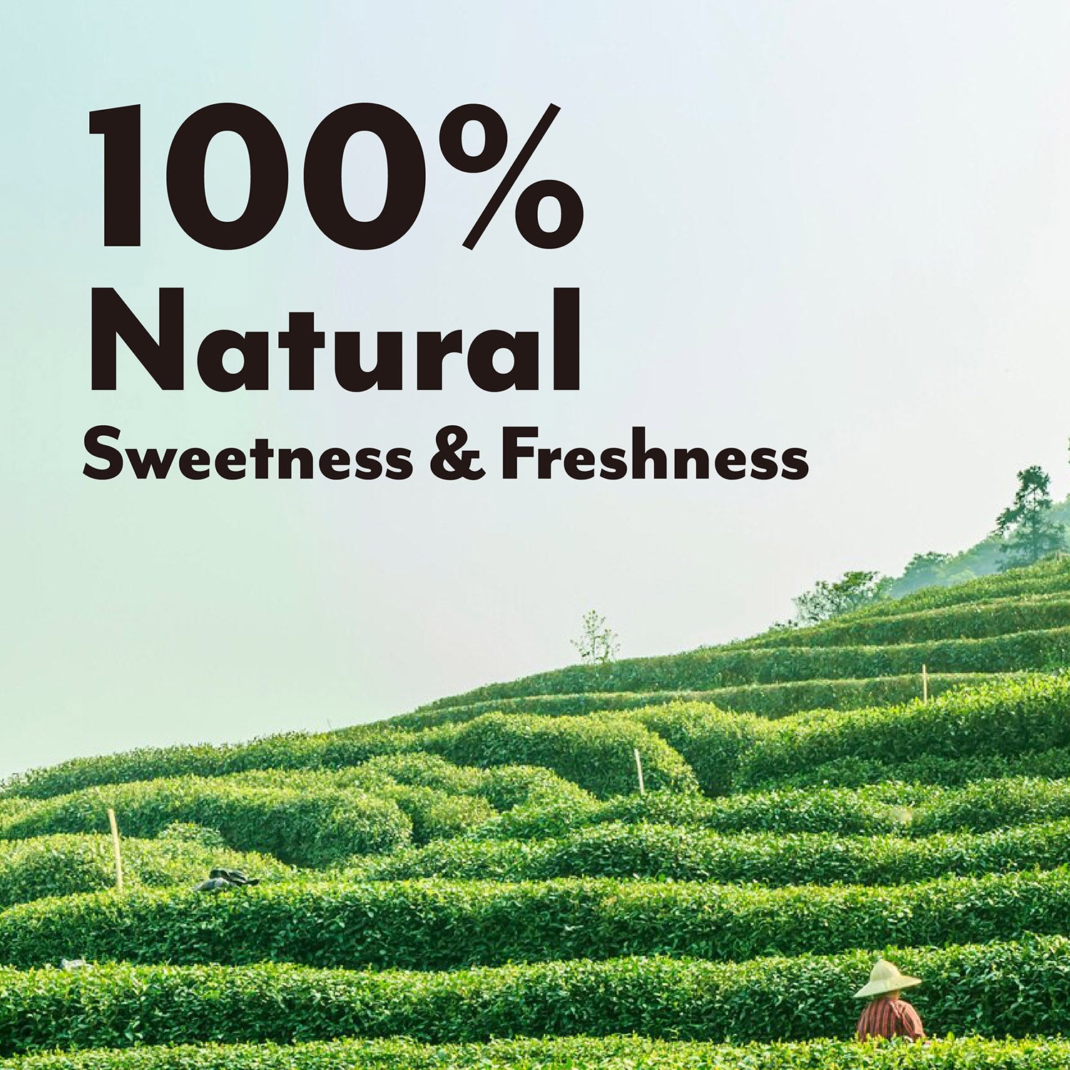 Tsais Premium Lapsang Souchong Black Tea 100% Natural, Loose leaves