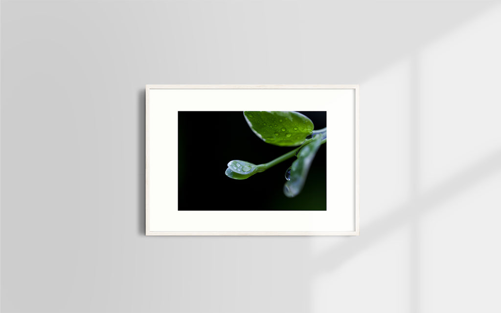 Copyright image - Plant Close-up 1