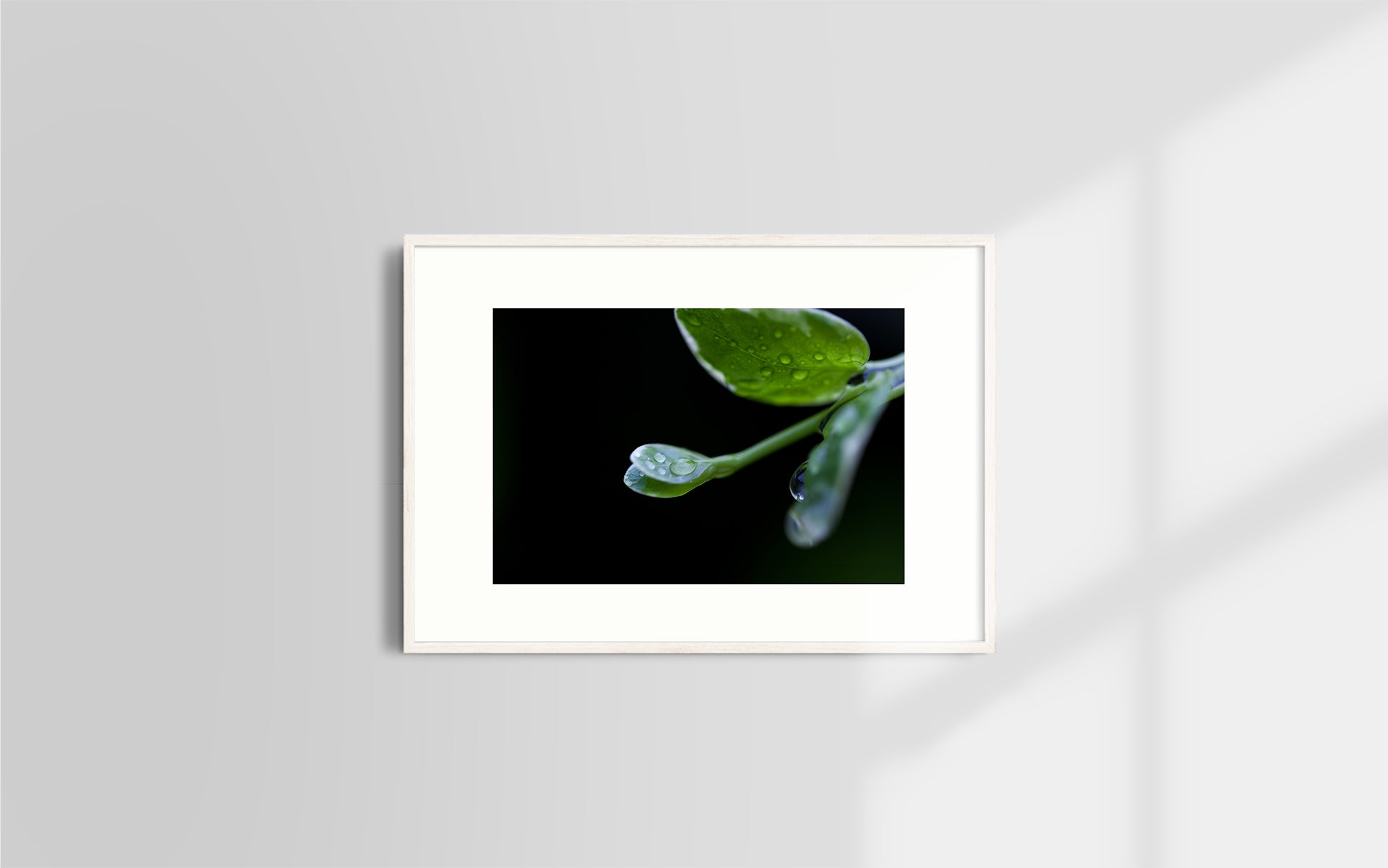 Copyright image - Plant Close-up 1