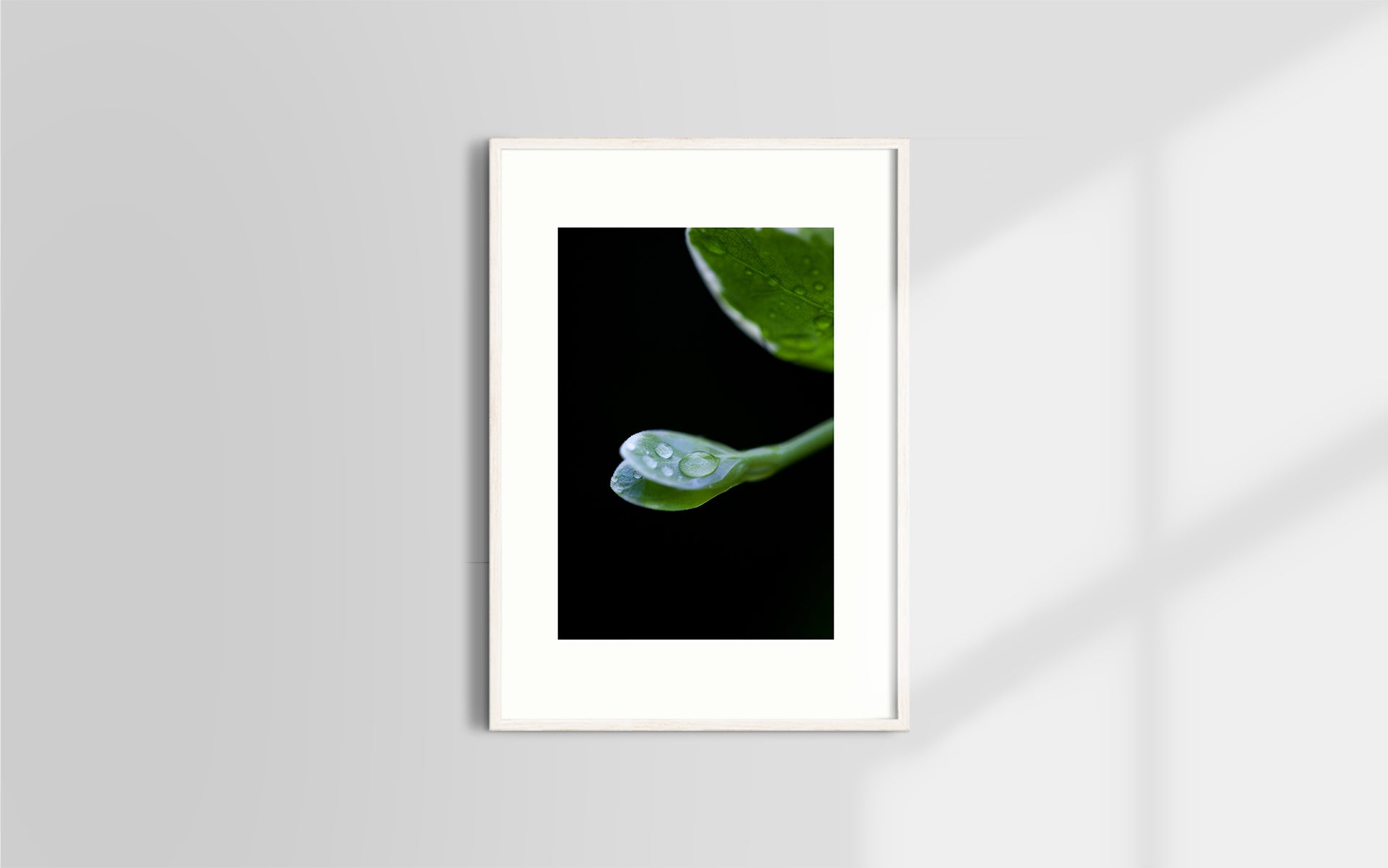 Copyright image - Plant Close-up 1
