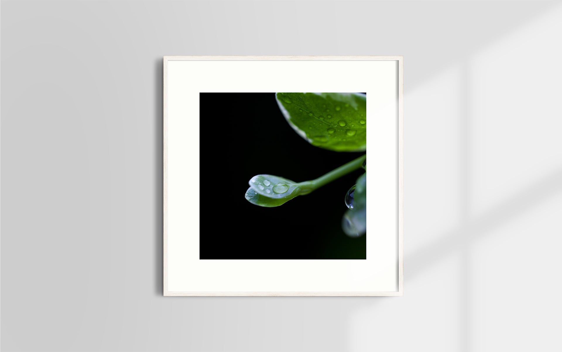 Copyright image - Plant Close-up 1