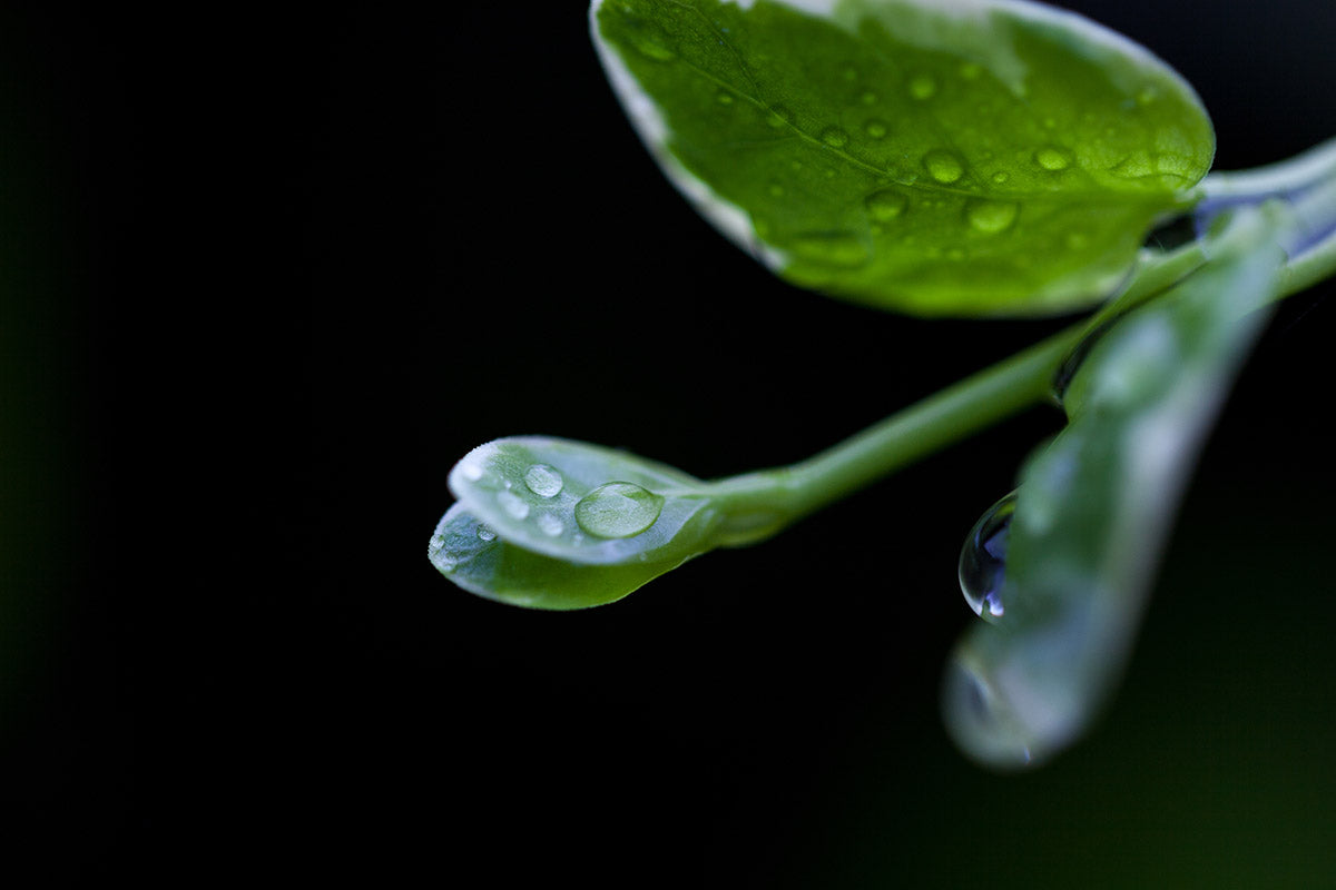 Copyright image - Plant Close-up 1