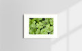 Copyright image - Plant Close-up 2