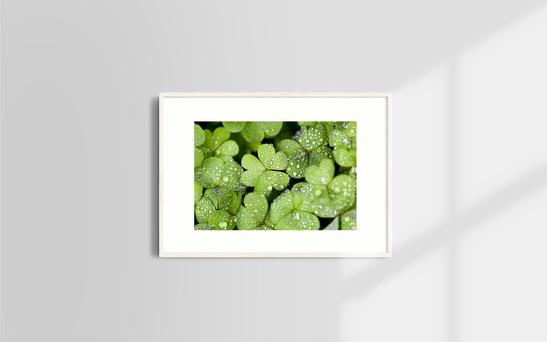 Copyright image - Plant Close-up 2