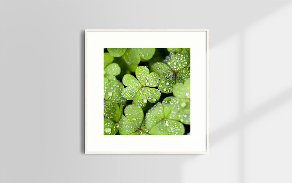 Copyright image - Plant Close-up 2