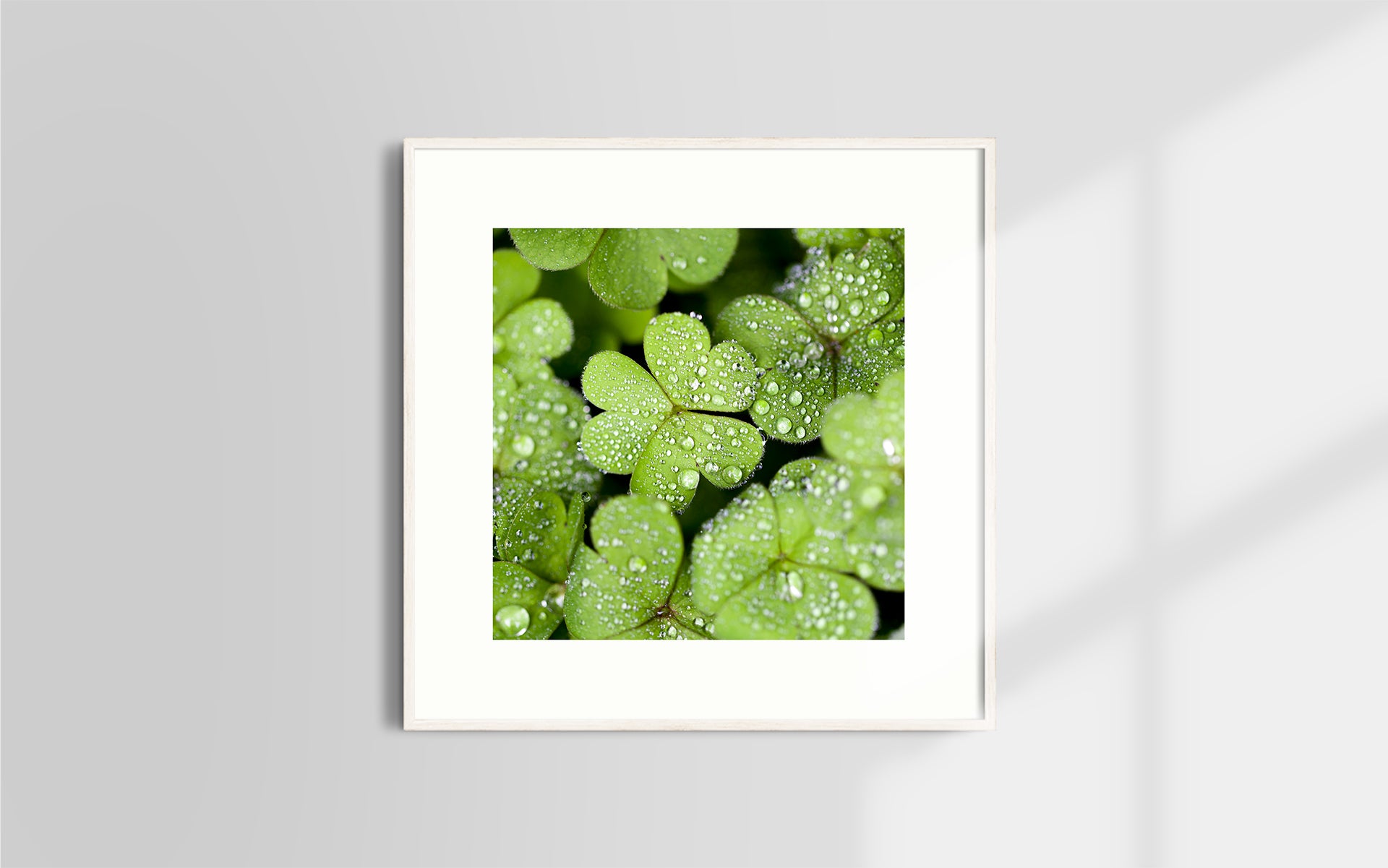 Copyright image - Plant Close-up 2