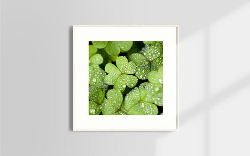 Copyright image - Plant Close-up 2