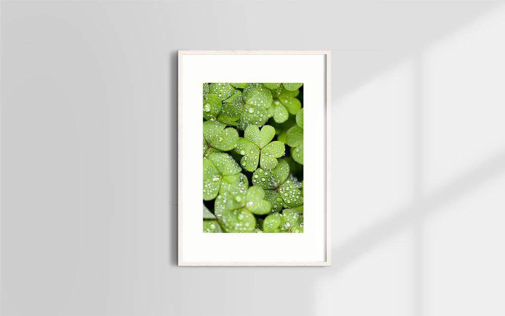 Copyright image - Plant Close-up 2