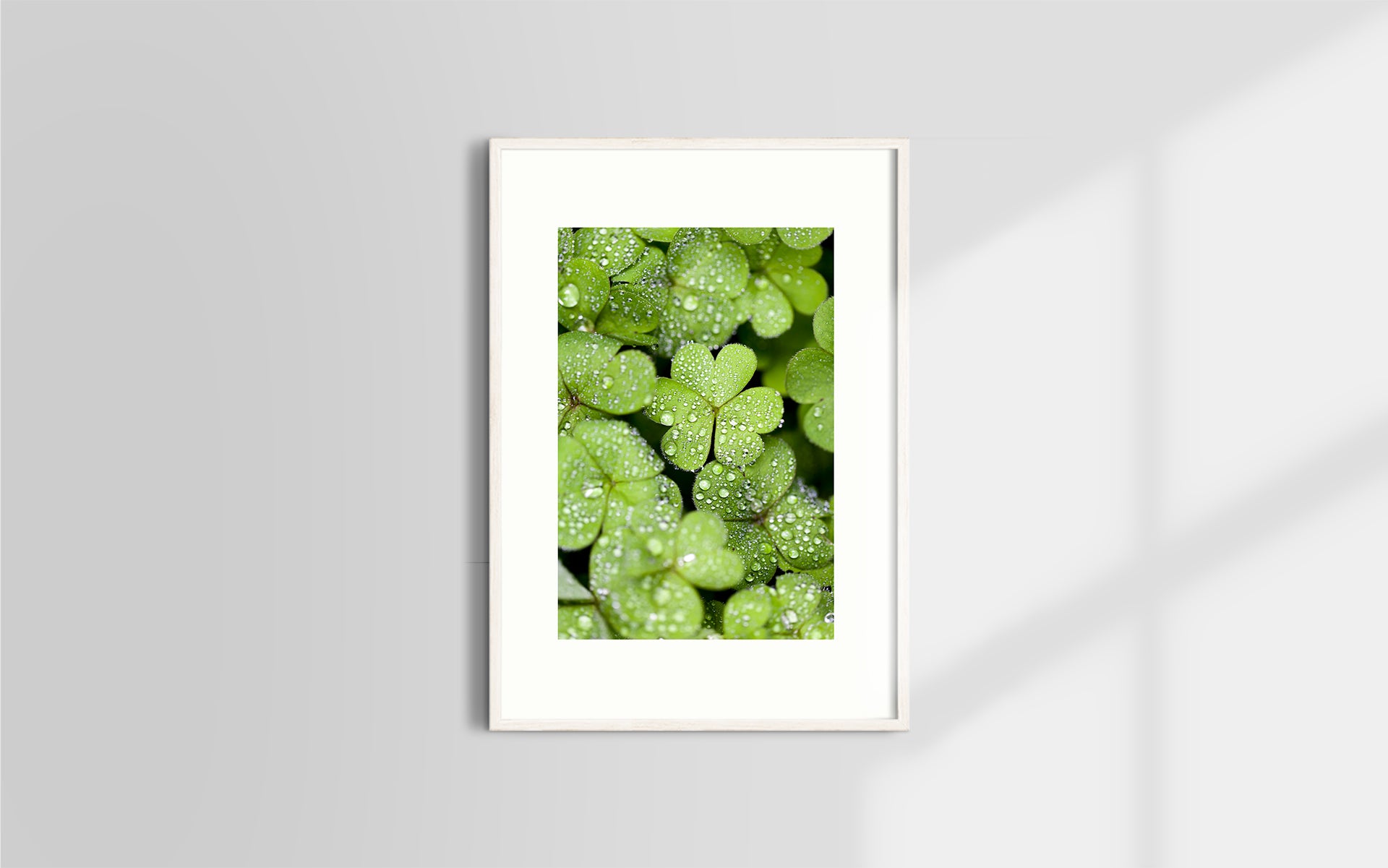 Copyright image - Plant Close-up 2