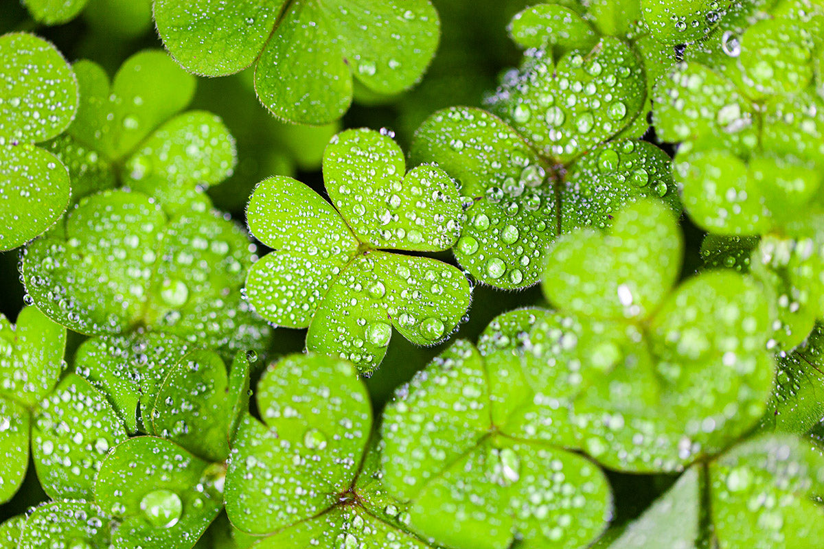 Copyright image - Plant Close-up 2