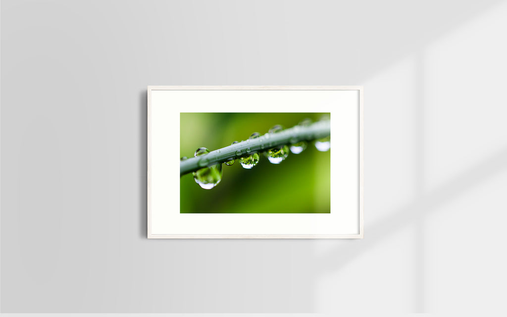 Copyright image - Plant Close-up 3