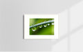 Copyright image - Plant Close-up 3
