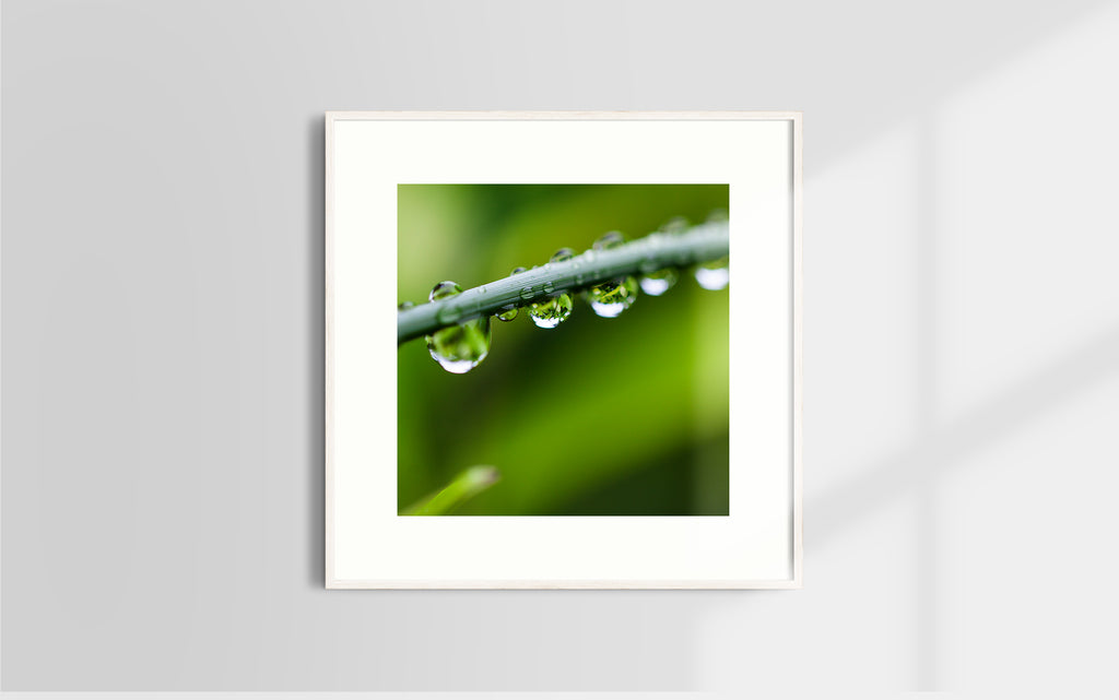 Copyright image - Plant Close-up 3