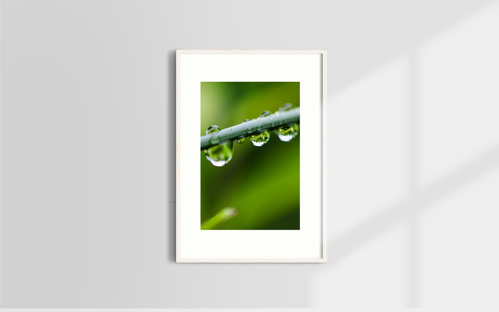 Copyright image - Plant Close-up 3