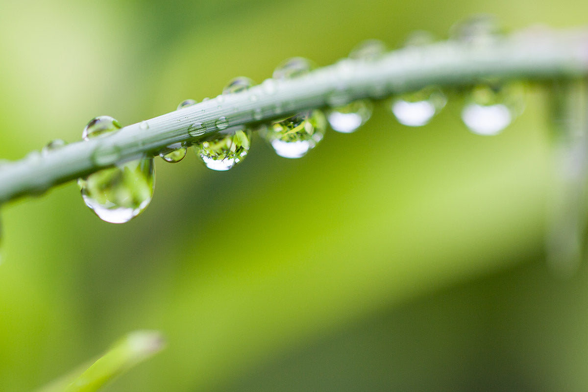 Copyright image - Plant Close-up 3